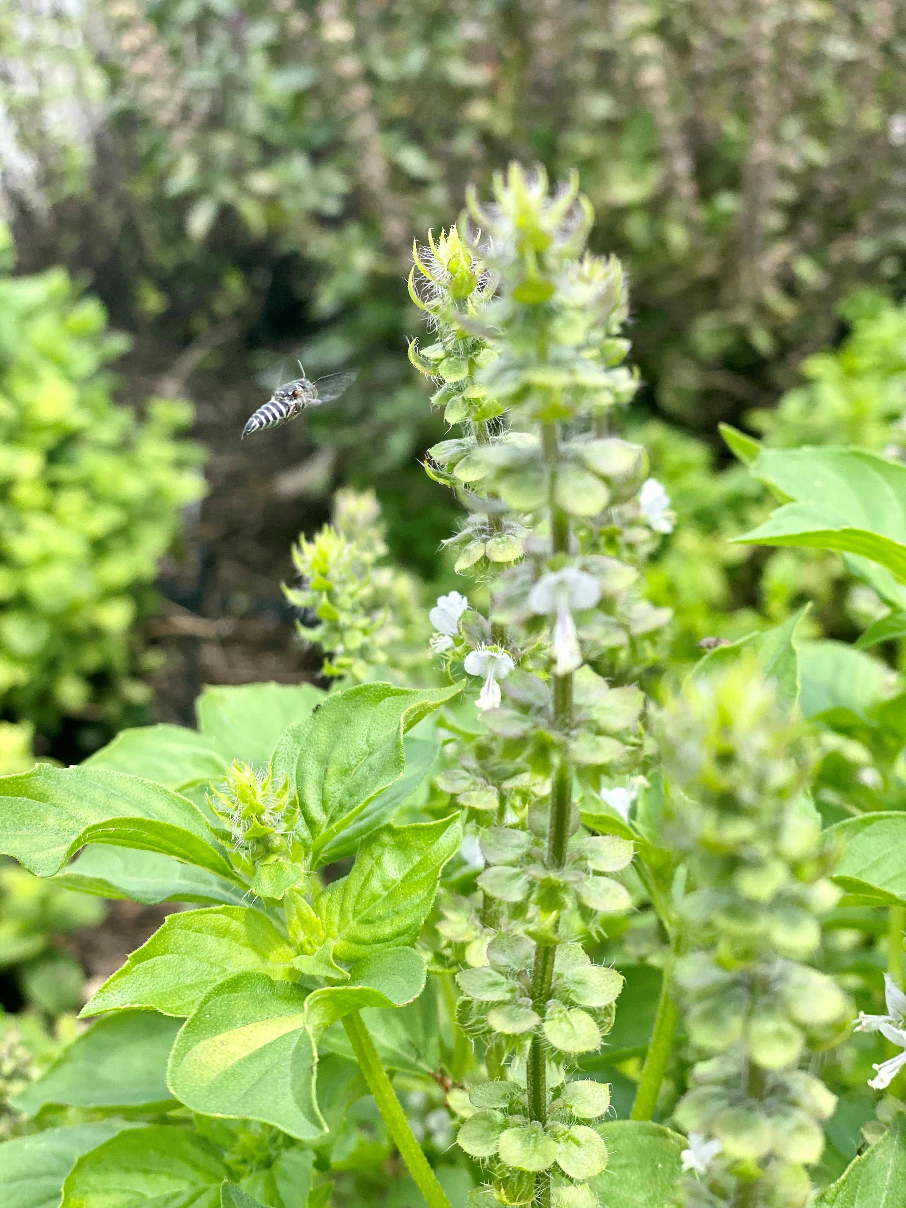 Help beneficial insects feel at home in your landscape